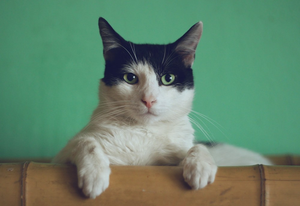 Gato descansando, fotografía de inspiración