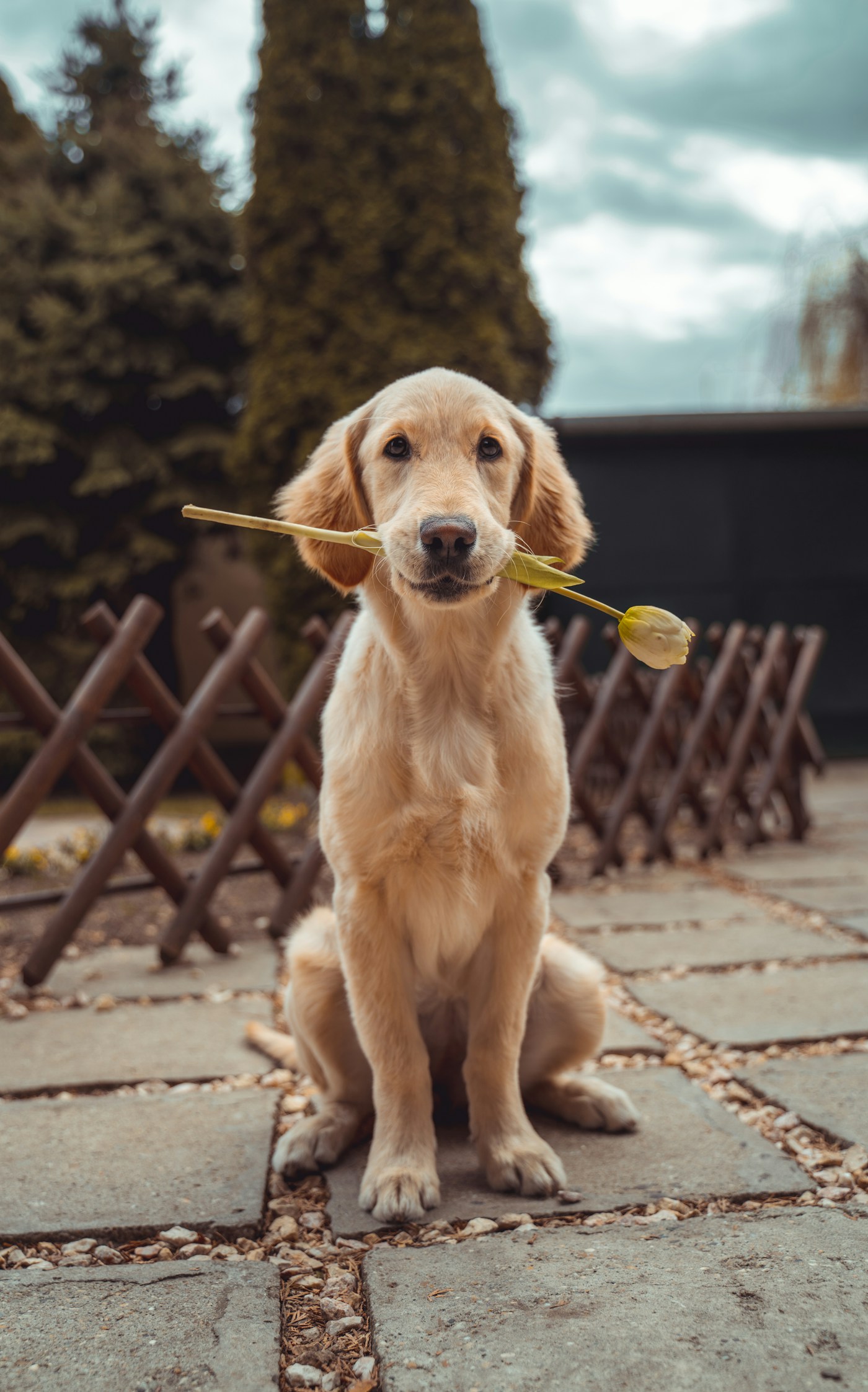 Golden retriever de pelaje dorado